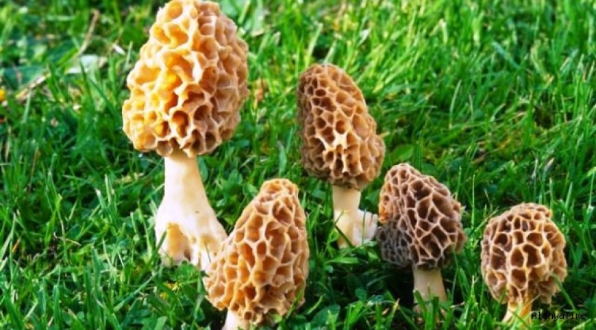 Kuzu Göbeği Mantarı nedir ve nerelerde yetişir?