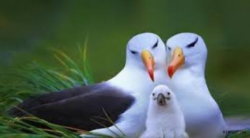 Dünyanın bilinen en yaşlı albatrosu 70 yaşında 40'ıncı yavrusunu dünyaya getirdi