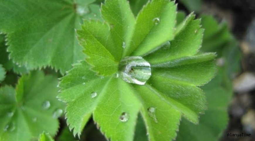 Aslanpençesi  'Alchemilla'