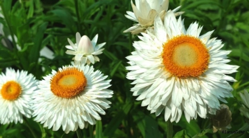 Kağıt Çiçeği  'Helichrysum bracteatum'