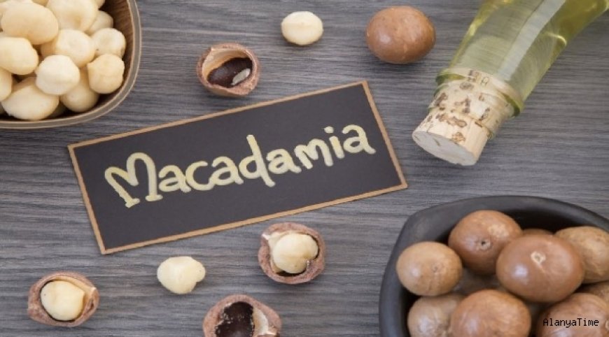 Cadı Fındığı (Macadamia)