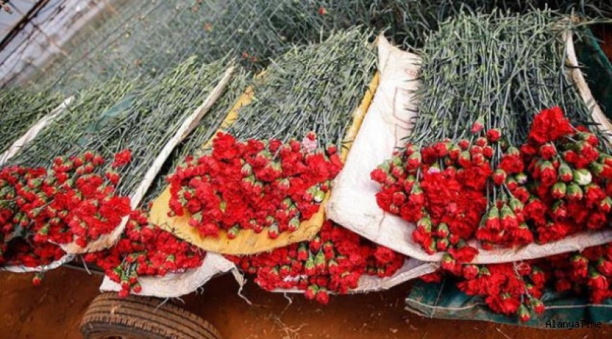 Çiçek ihracatı yüzde 19 yükseldi