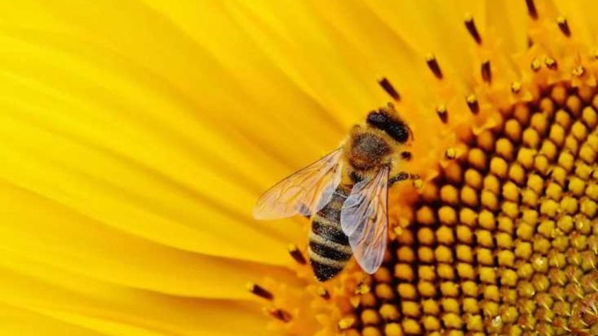 Çocuklar İçin Enerji ve Sağlık Önerileri: Arı Ürünleri ve Propolis Kullanımı