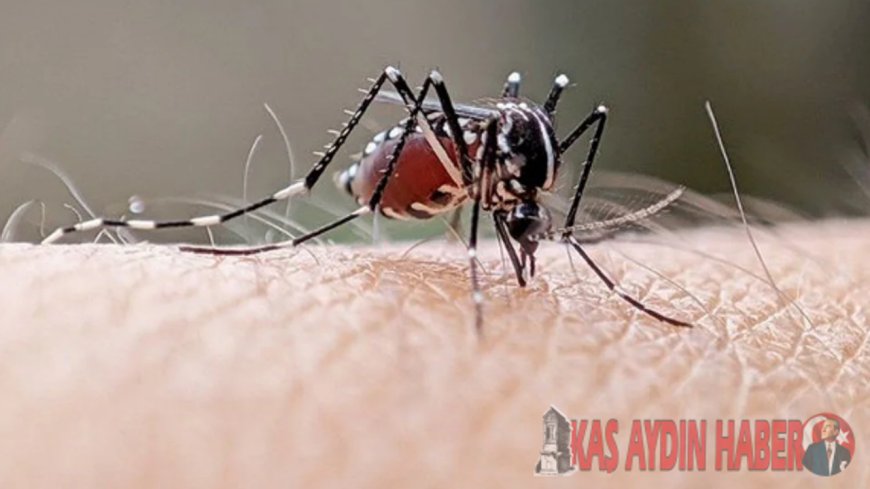 SİVRİSİNEKLERDEN YAYILIYOR,