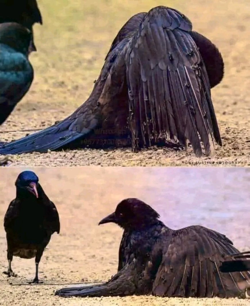 Hasta Kargaların Eczanesi Karınca Yuvası