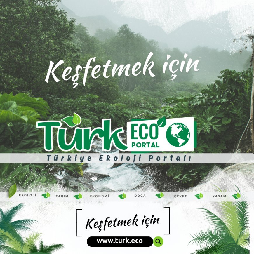 Ekolojiye Dair Güncel Haberlerin Yeni Adresi; Türkiye Ekoloji Portalı