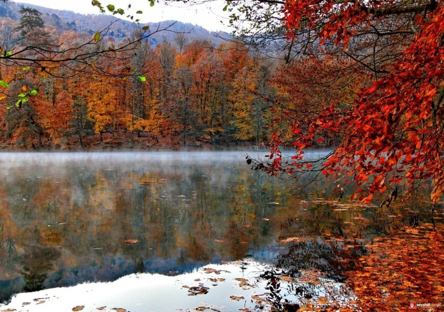 Yedigöller Milli Parkı: Doğanın Kalbinde Bir Kaçış