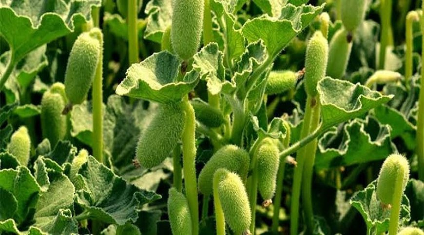 Acı Kavun Faydaları ve Nasıl Kullanılır?