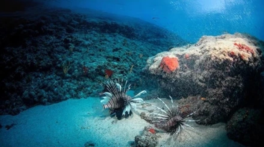 Doğu Akdeniz'de Tropikalleşme Süreci Hızlanıyor