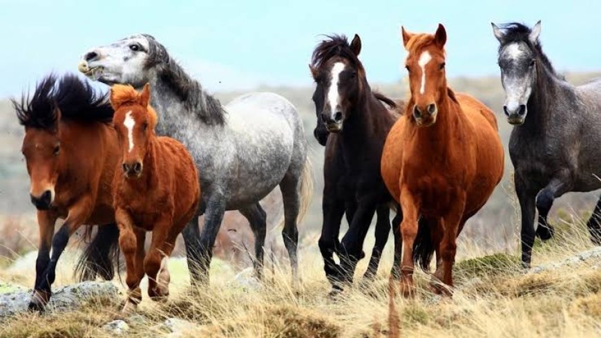 Dağların Özgür Çocukları: Yılkı Atları