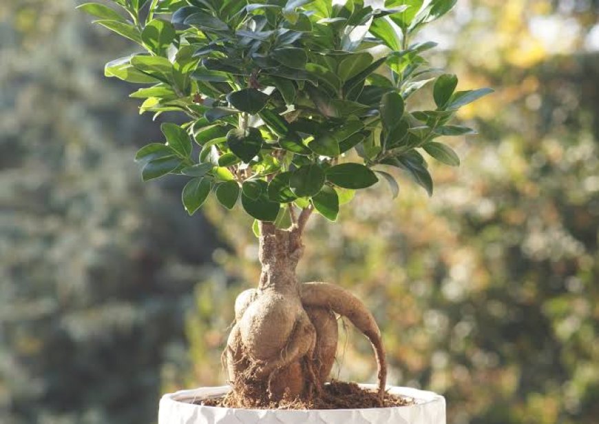 Ficus Ginseng Bitkisi Bakımı & Özellikleri