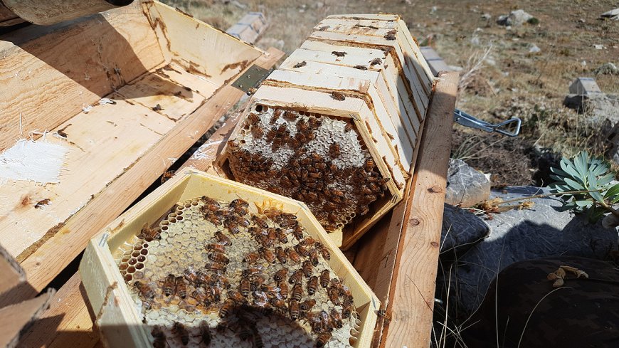 Toros Dağları Arıların Cennet Yurdu Doğanın Bal Fabrikası