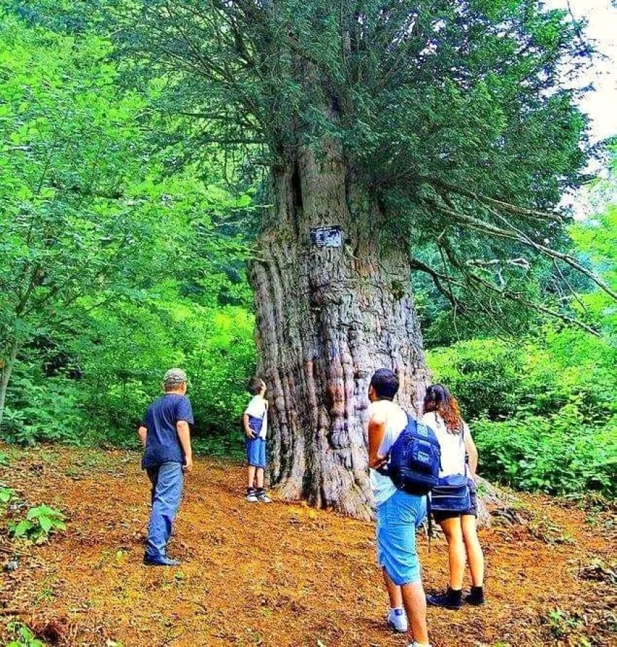 Gümeli Porsuğu: Türkiye'nin ve Dünyanın En Yaşlı Ağaçlarından Biri