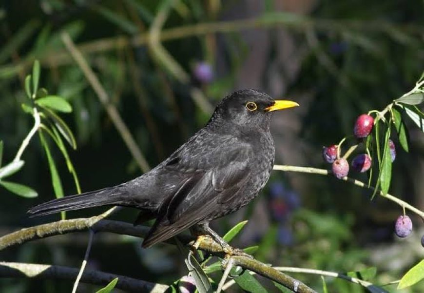 Zeytin Ağaçlarının Gizli Koruyucusu: Karatavuklar