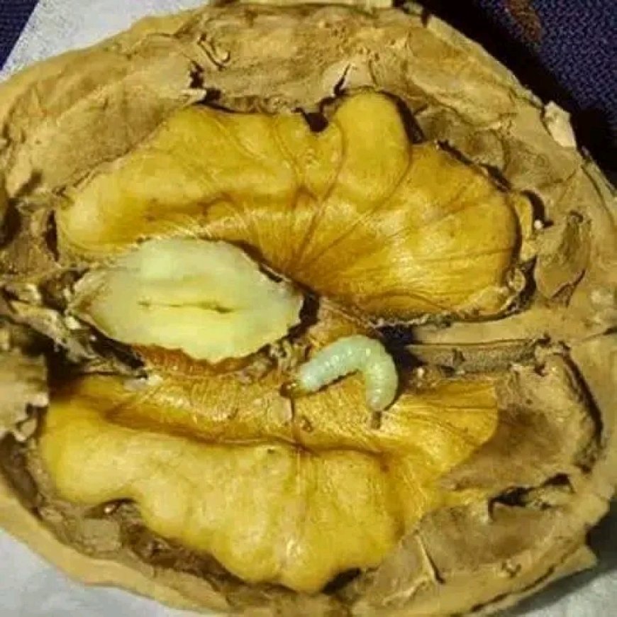 Hırsın Tuzakları: Ceviz Kurdu Hikâyesiyle İnsanın Kendi Kabuğuna Hapsolması