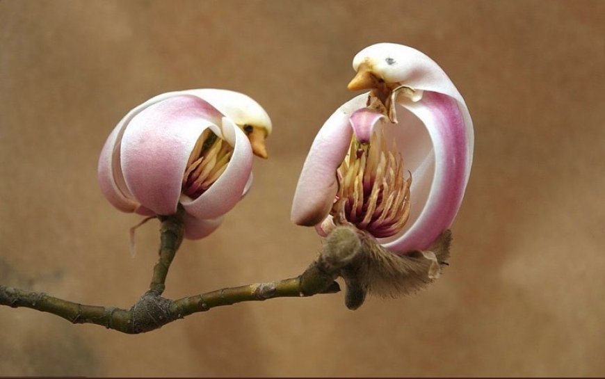 Baharla Birlikte Açan Manolyaların Kuş Benzeri Çiçekleri!