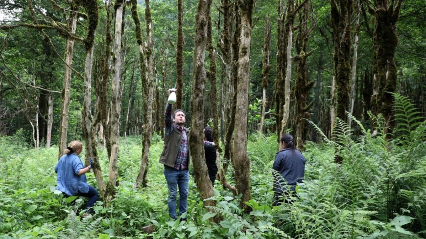 Şimşir Ağacı Doğanın Sert ve Estetik Mükemmelliği