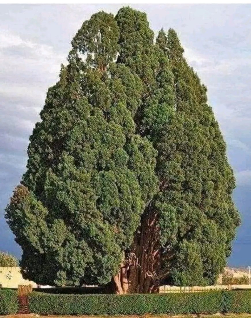 Dünyanın En Uzun Ömürlü Ağaçlarından Biri: Sarv-e Abarqu