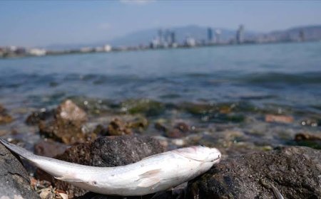 İzmir Körfezi Acil Eylem Planı İmza Bekliyor: Belediyeden Sessizlik