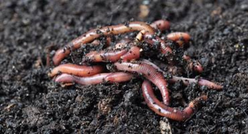 Doğanın Temizleyicileri: Solucanların Rolü