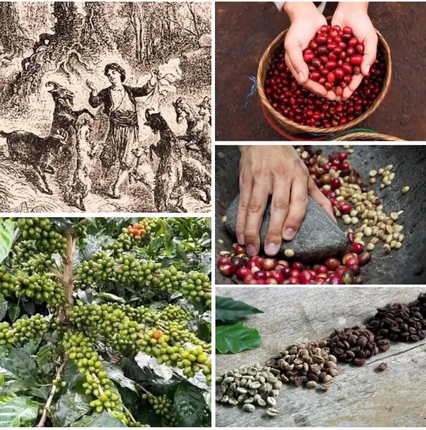 Kahve'nin  ortaya çıkışının ilginç hikâyesi