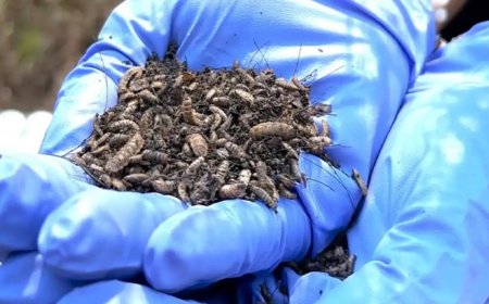 Yapay zekâ ve Kütle Spektrometresi, cinayetlerin izini sürüyor