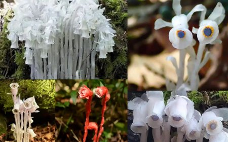 Güneş yok, fotosentez yok: Hayalet Çiçek’lerin sıradışı beslenme yöntemi