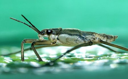 Bilime ilham oldular: Böceklerden arama-kurtarma robotuna!