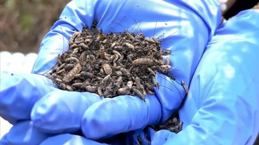 Yapay zekâ ve Kütle Spektrometresi, cinayetlerin izini sürüyor