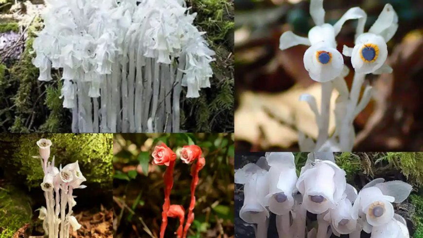 Güneş yok, fotosentez yok: Hayalet Çiçek’lerin sıradışı beslenme yöntemi