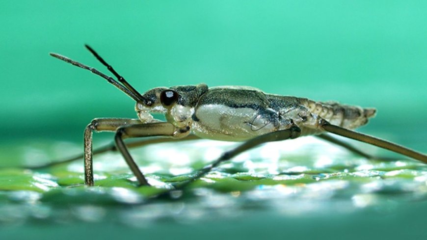 Bilime ilham oldular: Böceklerden arama-kurtarma robotuna!